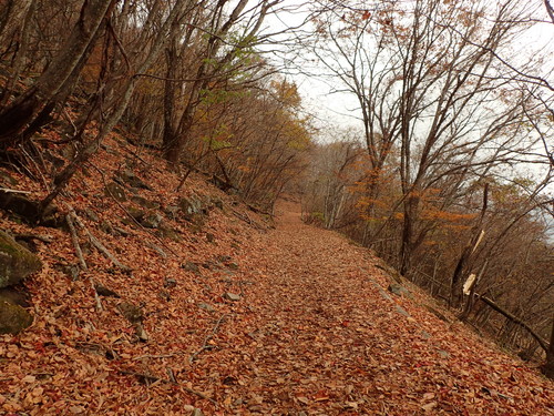 落ち葉が積もった登山道