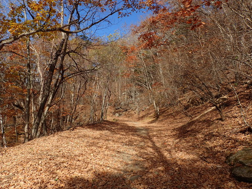 瑞牆山林道