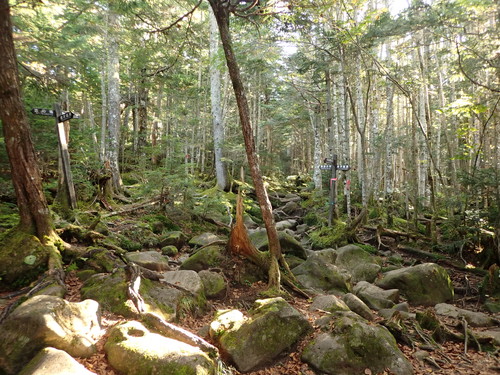 渋の湯からの登山道と合流する地点。樹林帯がきれい。