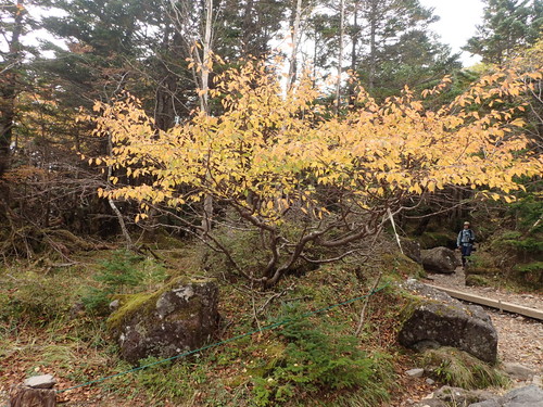 蓼科山荘前のミネザクラ